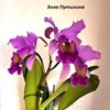 Cattleya Massiliensis purple.